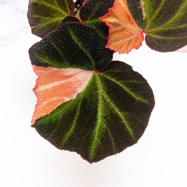Begonia soli-mutata variegated (Sun-changing Begonia) (A08)