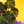 Load image into Gallery viewer, Begonia soli-mutata variegated (Sun-changing Begonia) (B08)
