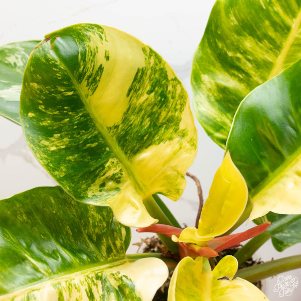 Philodendron 'Moonlight' variegated (43A)