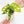 Load image into Gallery viewer, Monstera adansonii aurea variegated (43A)
