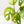 Load image into Gallery viewer, Monstera adansonii aurea variegated (43B)
