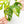 Load image into Gallery viewer, Monstera adansonii aurea variegated (43B)
