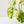 Load image into Gallery viewer, Monstera adansonii aurea variegated (43C)
