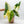 Load image into Gallery viewer, Philodendron ilsemanii (32A) *large leaves*
