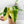 Load image into Gallery viewer, Philodendron ilsemanii (32A) *large leaves*
