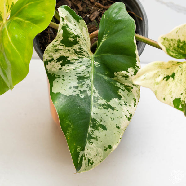 Philodendron ilsemanii (32A) *large leaves*