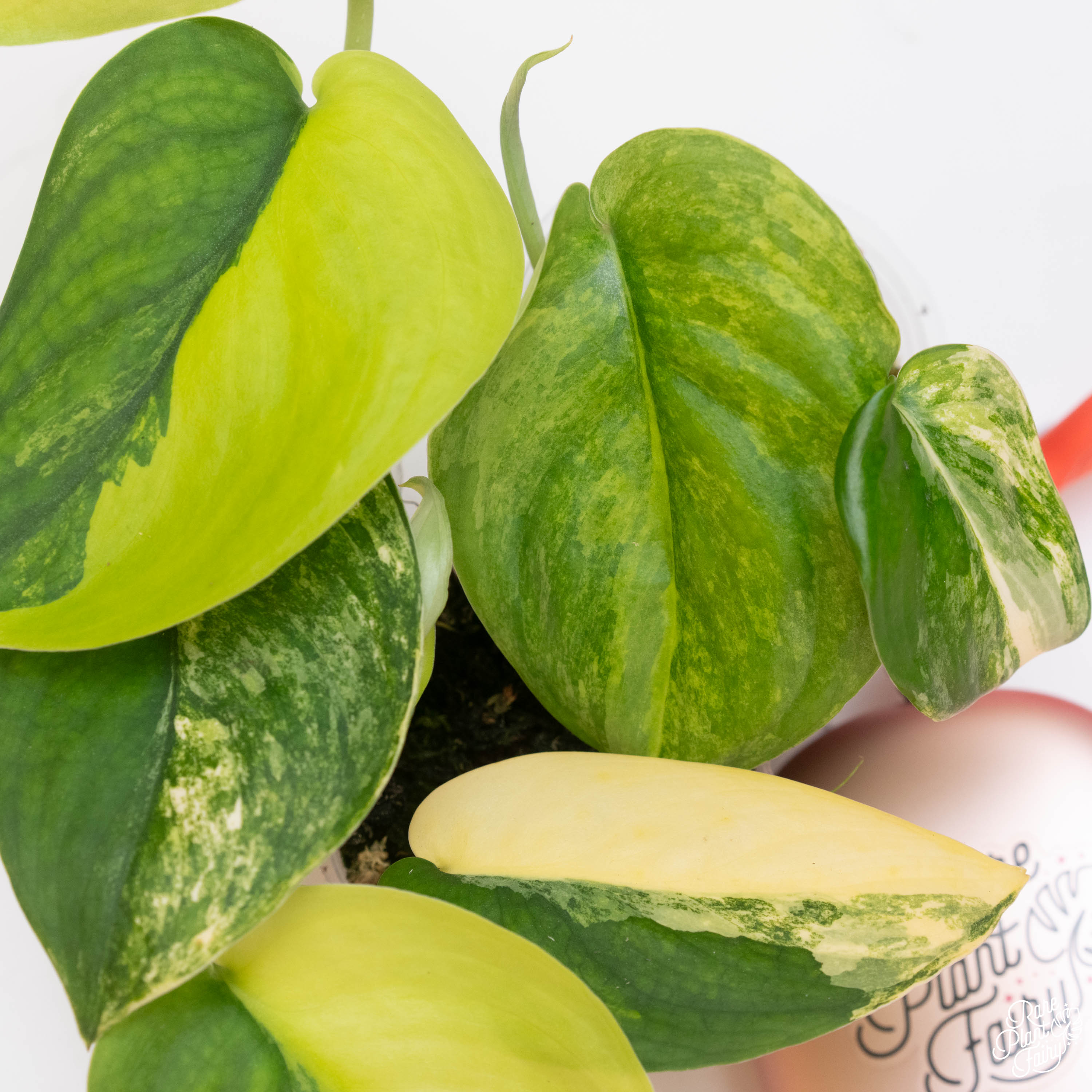 jade satin pothos Scindapsus 'Jade Satin' aurea variegated *Grower's Choice*