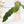Load image into Gallery viewer, Hoya undulata (43A)
