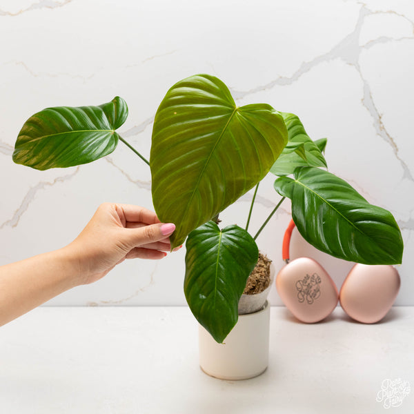 Philodendron grandipes (33A)