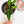 Load image into Gallery viewer, Anthurium warocqueanum (43B) Queen Anthurium
