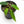 Load image into Gallery viewer, Anthurium warocqueanum (43B) Queen Anthurium
