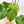 Load image into Gallery viewer, Philodendron grandipes (33A)

