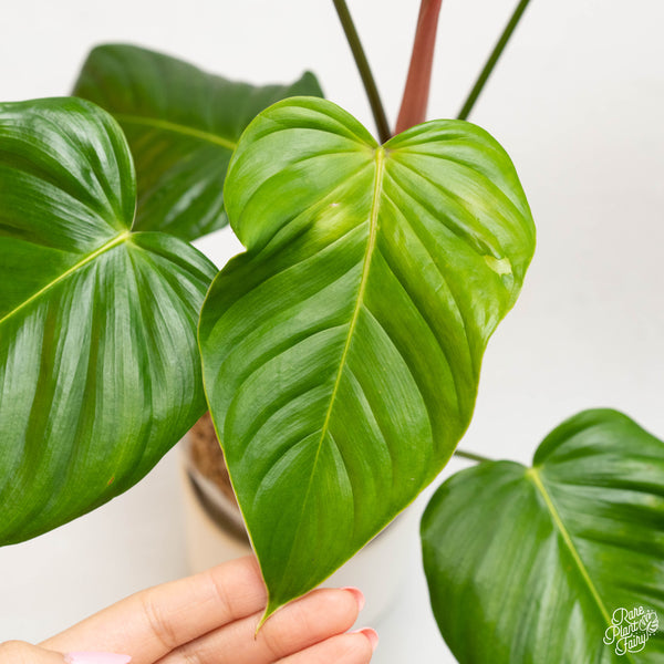 Philodendron grandipes (33A)