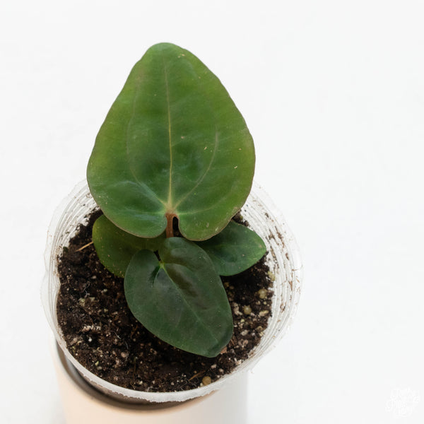 Anthurium carlablackiae x antolakii (previously 'BVEP') (43A) *seedling*