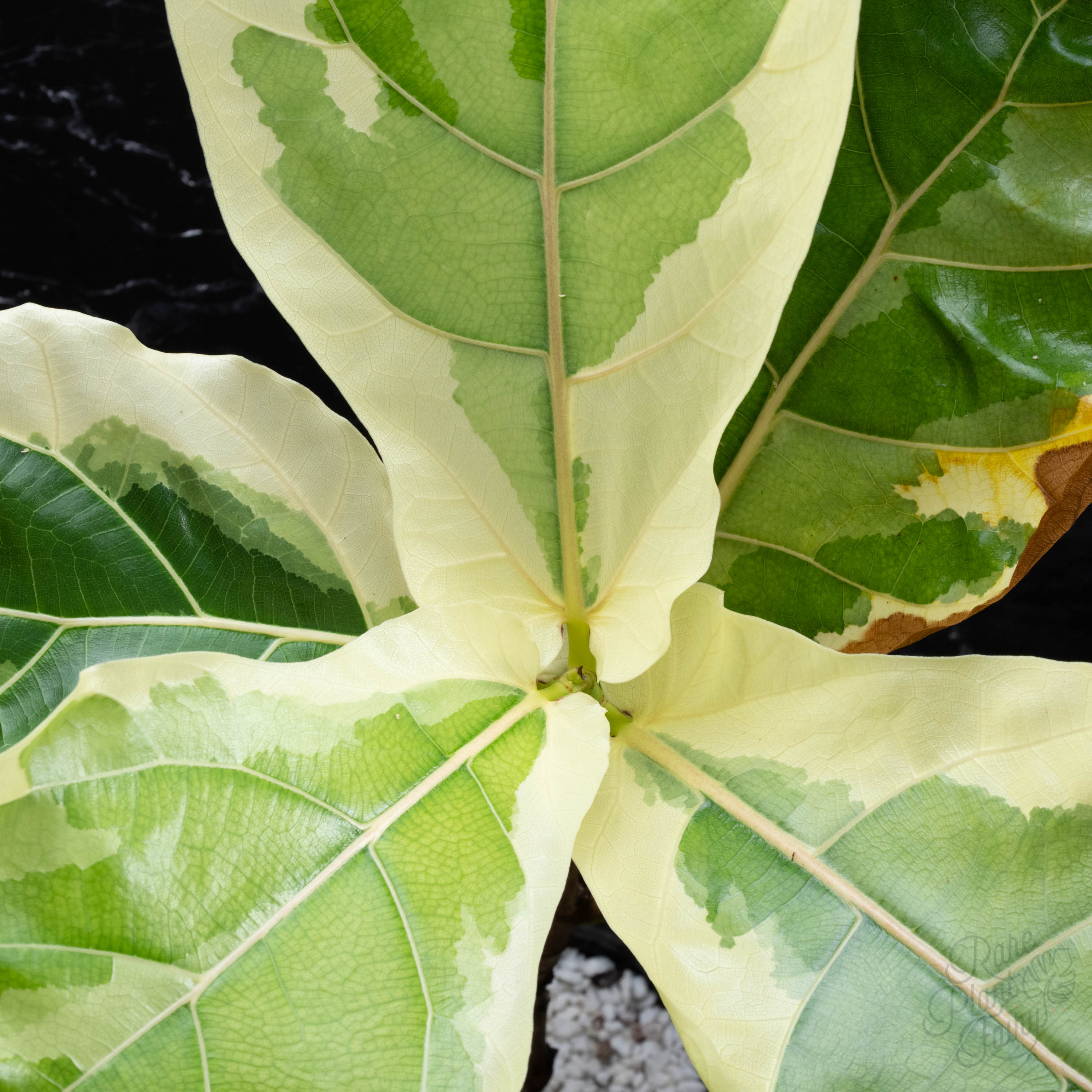 variegated fiddle leaf fig price Ficus lyrata variegated fiddle leaf fig tree *Grower's Choice*
