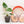 Load image into Gallery viewer, Anthurium veitchii (43A) *an additional offset*
