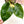 Load image into Gallery viewer, Philodendron &#39;Green Congo&#39; variegated hybrid (33A) *round leaves*
