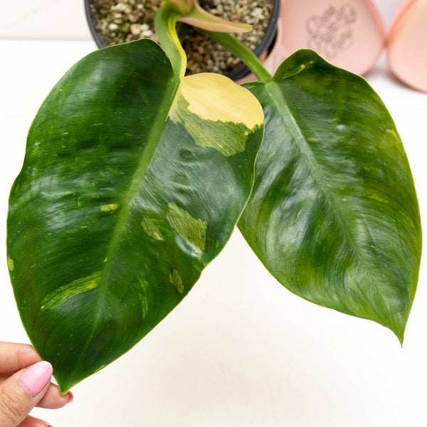 Philodendron 'Green Congo' variegated hybrid (33A) *round leaves*