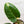 Load image into Gallery viewer, Philodendron &#39;Green Congo&#39; variegated hybrid (33A) *round leaves*
