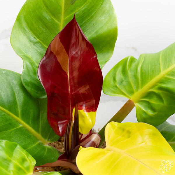 Philodendron 'Red Moon' (43A)