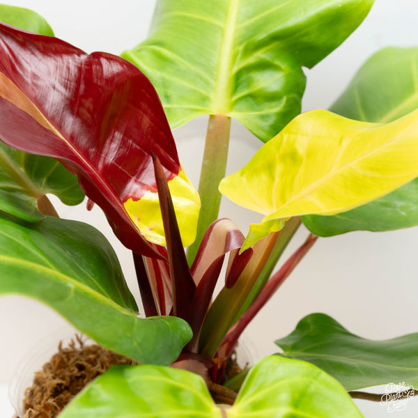 Philodendron 'Red Moon' (43A)