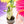 Load image into Gallery viewer, Alocasia zebrina aurea variegated (A09)
