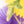 Load image into Gallery viewer, Alocasia zebrina aurea variegated (A09)

