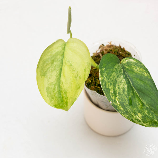 Scindapsus 'Jade Satin' variegated (33A)
