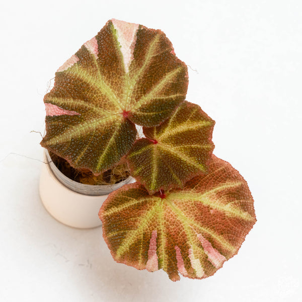 Begonia soli-mutata variegated (Sun-changing Begonia) (43A)