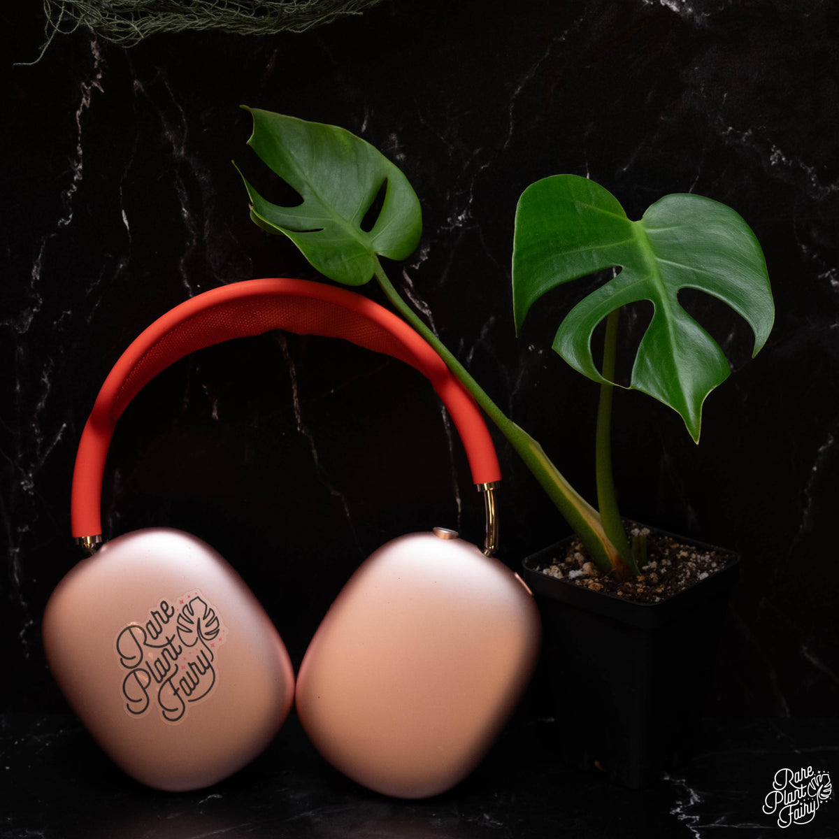 Monstera Deliciosa 'Compacta' *Kunzo Lineage* *Grower's Choice* – Rare ...