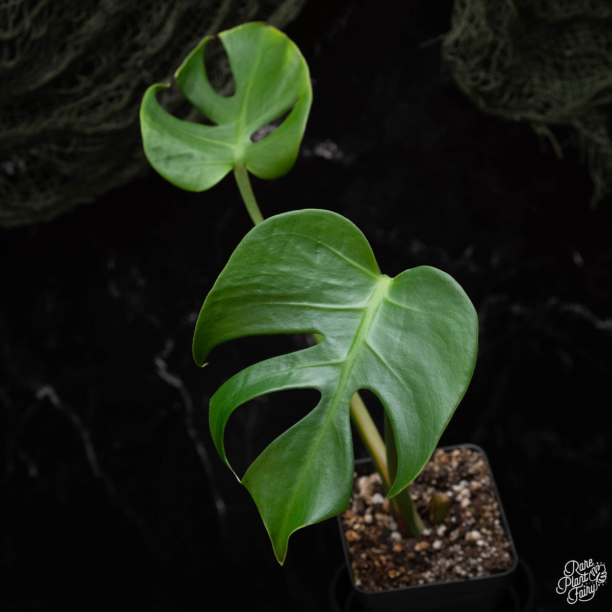 Monstera deliciosa 'Compacta' *Kunzo lineage* *Grower's choice* – Rare ...