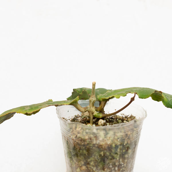 Hoya undulata (33A)