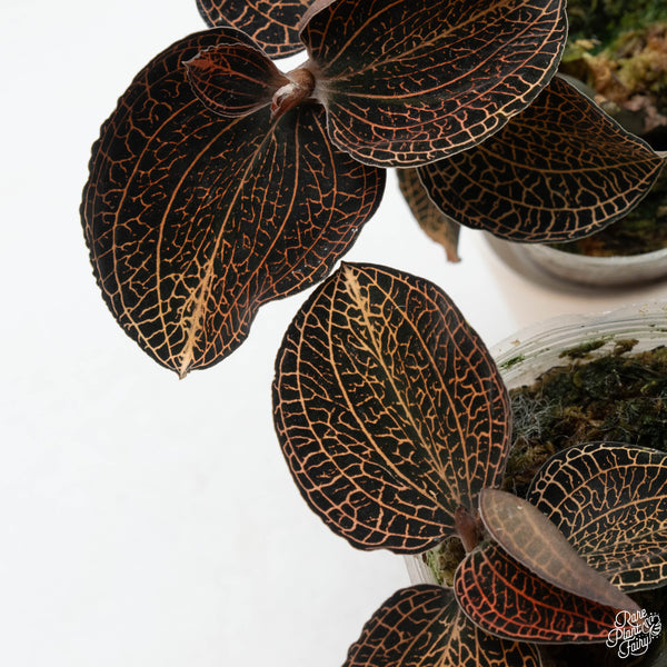 Anoectochilus sp. "Golden Vein" jewel orchid *Growers choice*