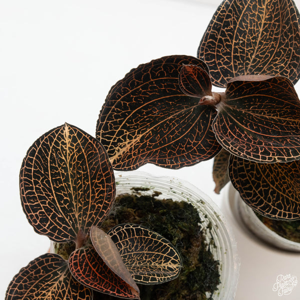 Anoectochilus sp. "Golden Vein" jewel orchid *Growers choice*