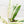 Load image into Gallery viewer, Rhaphidophora megasperma variegated (44A)
