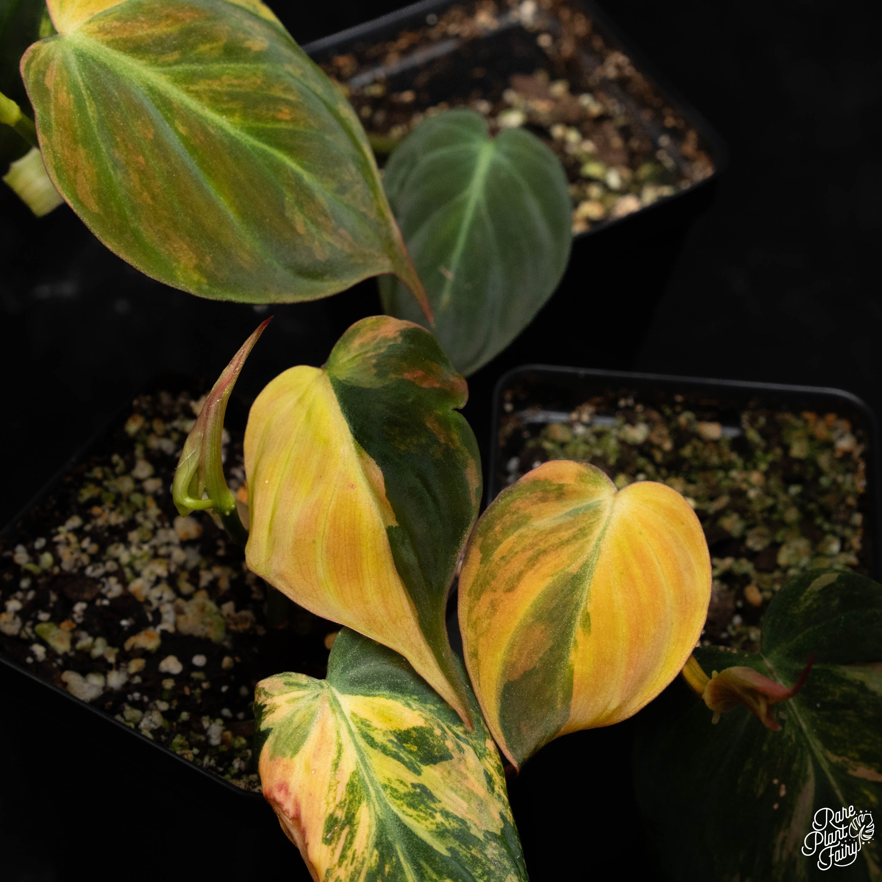 philodendron micans yellow leaves Philodendron micans aurea variegated *Grower's Choice* – Rare Plant Fairy
