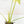 Load image into Gallery viewer, Thaumatophyllum angela variegated (44A)
