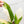 Load image into Gallery viewer, Spathiphyllum sensation albo variegated (33A)
