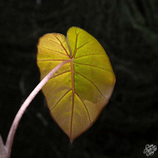 Alocasia 'Yucatan Princess' variegated (A42) Rare Plant Fairy