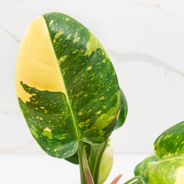 Philodendron 'Green Congo' "Nuclear" variegated (44A)