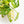 Load image into Gallery viewer, Monstera adansonii aurea variegated (33A)
