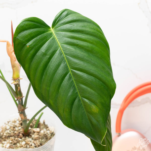 Philodendron grandipes (44A)