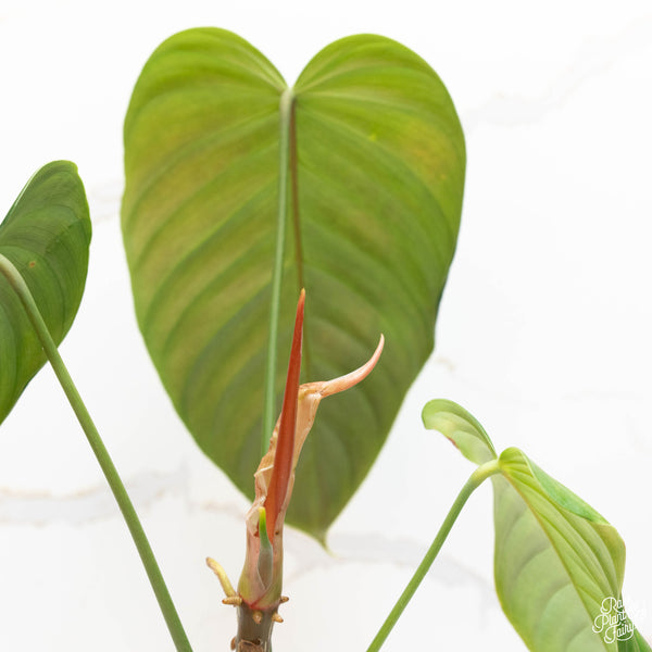 Philodendron grandipes (44A)