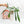 Load image into Gallery viewer, Philodendron longilobatum ‘Lelano Miyano’ (44A)
