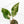 Load image into Gallery viewer, Aglaonema &#39;Siam Jade&#39; variegated (44A)
