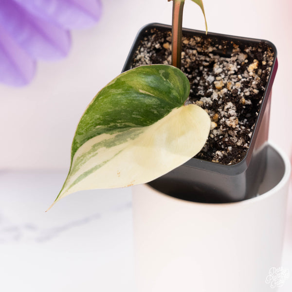 Philodendron hederaceum albo variegated heartleaf (A09)