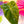 Load image into Gallery viewer, Anthurium andraeanum variegated hybrid (A09)
