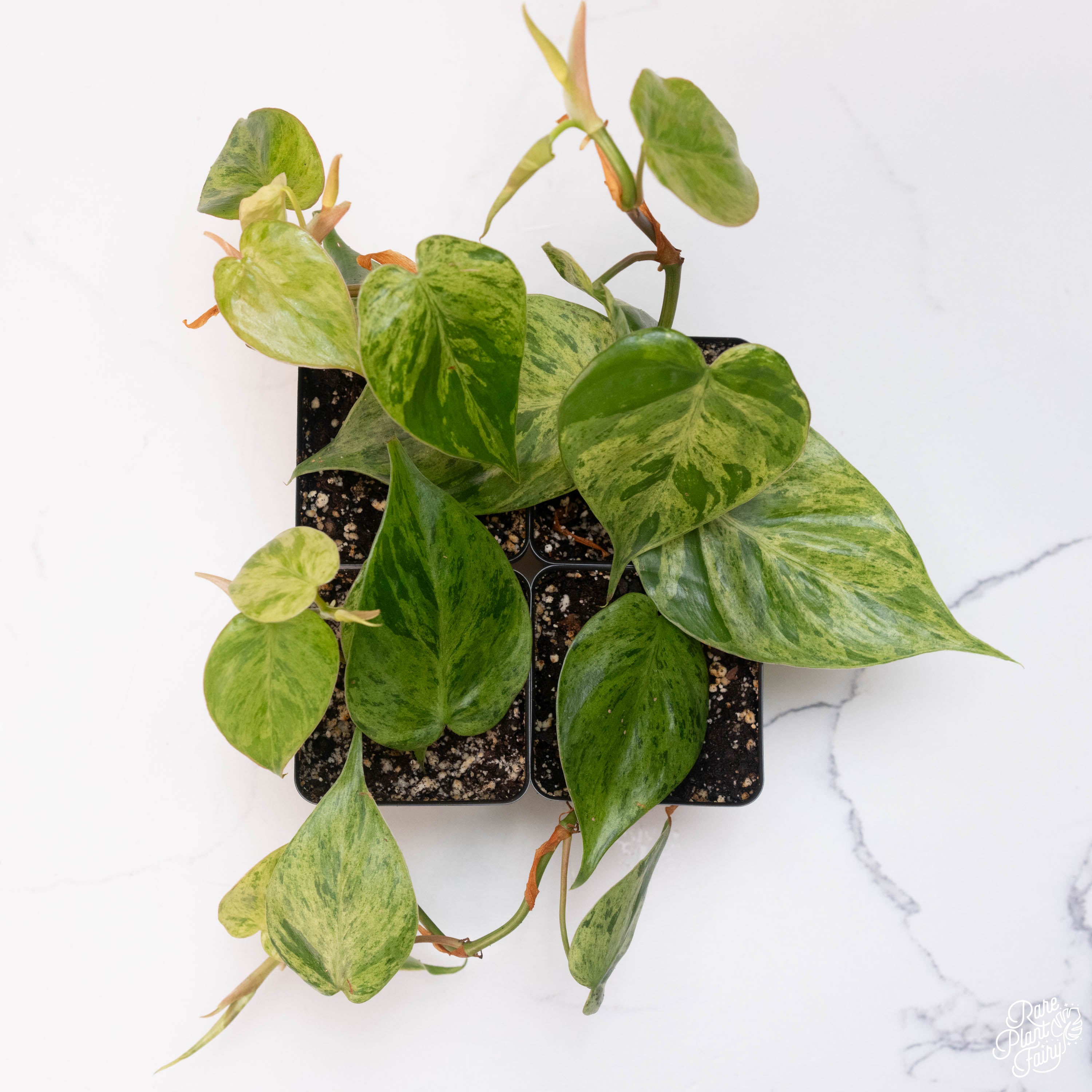 1 philodendron scandens oxycardium& 39 Philodendron hederaceum variegated 'Heartleaf' *Grower's Choice*