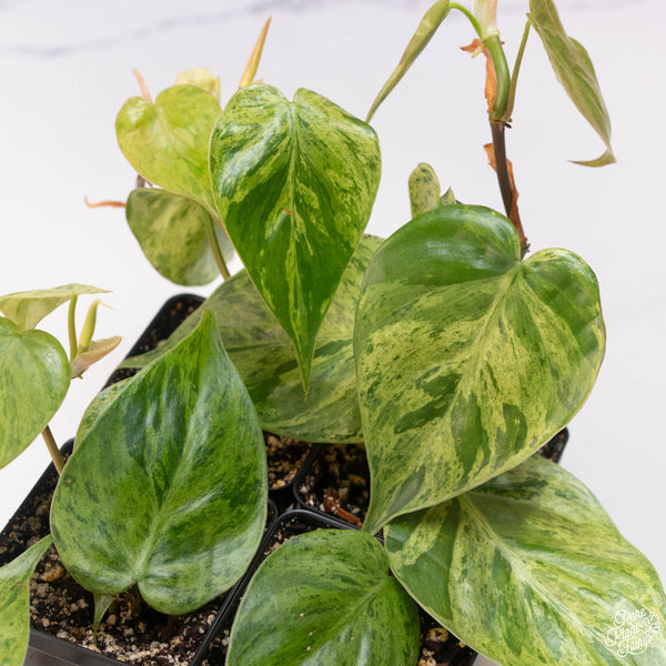 Philodendron hederaceum variegated heartleaf *Grower's choice*