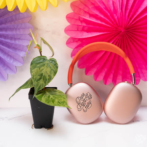 Philodendron hederaceum variegated 'Heartleaf' *Grower's Choice*